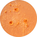 bellapiere Apt SP038